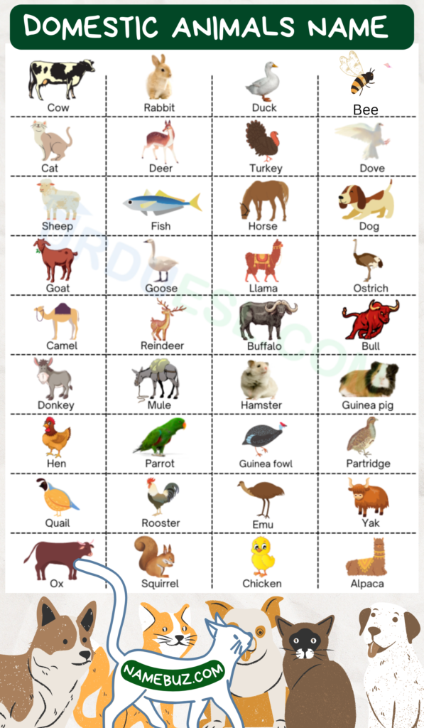 Domestic animals name 