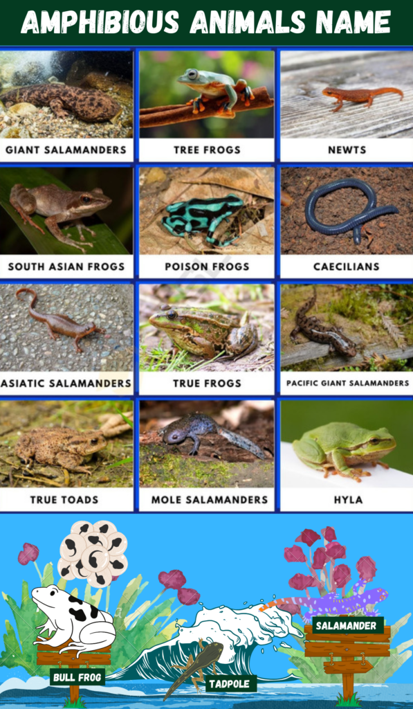 Amphibious animals name 